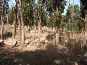 Le Cimeti�re Chr�tien de
T�n�s en 2008