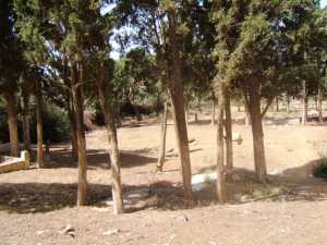 Le Cimeti�re Chr�tien de
T�n�s en 2008