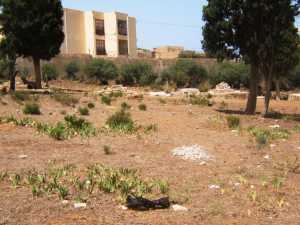 Le Cimeti�re Chr�tien de
T�n�s en 2008