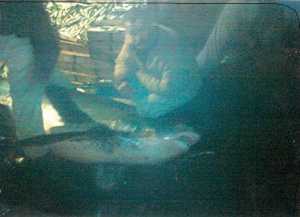 Requin de 250 kgs
p�ch� en Janvier 2009
au large de T�n�s par
Nacer Eddine el korchi 