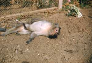 Chita, la guenon
� Loulou INGLADA
le 15 Octobre 1959