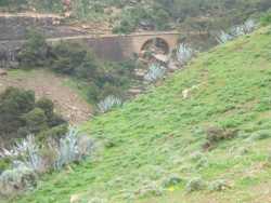 l'Ancien pont de chemin de fer
cette ligne fut ouverte 
le 1er Avril 1910
Les innondations de 1927 
port�rent un coup fatal 
� cette ligne T�n�s-Orl�ansville 