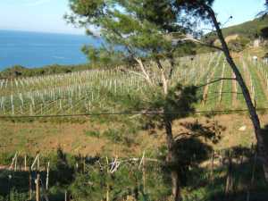 Coteaux sur la route de Cherchell
pas tr�s loin de Cherchell