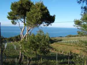 Coteaux sur 
la route de T�n�s
� Mostaganem