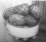 Figues de Barbarie
qu'on appelait "Tchombo"