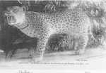 La derni�re PANTHERE tu�e � FLATTERS le 9 Mars 1922