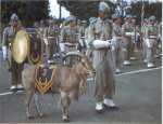 R�giment des Tirailleurs Alg�riens avec un Mouflon � manchettes (Ammotragus Lervia). Ce b�lier de l'Afrique du Nord est leur mascotte. Il d�file en t�te lors des manifestations