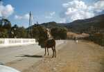 d�but de la route de Cherchell
� la sortie du pont (N 11)